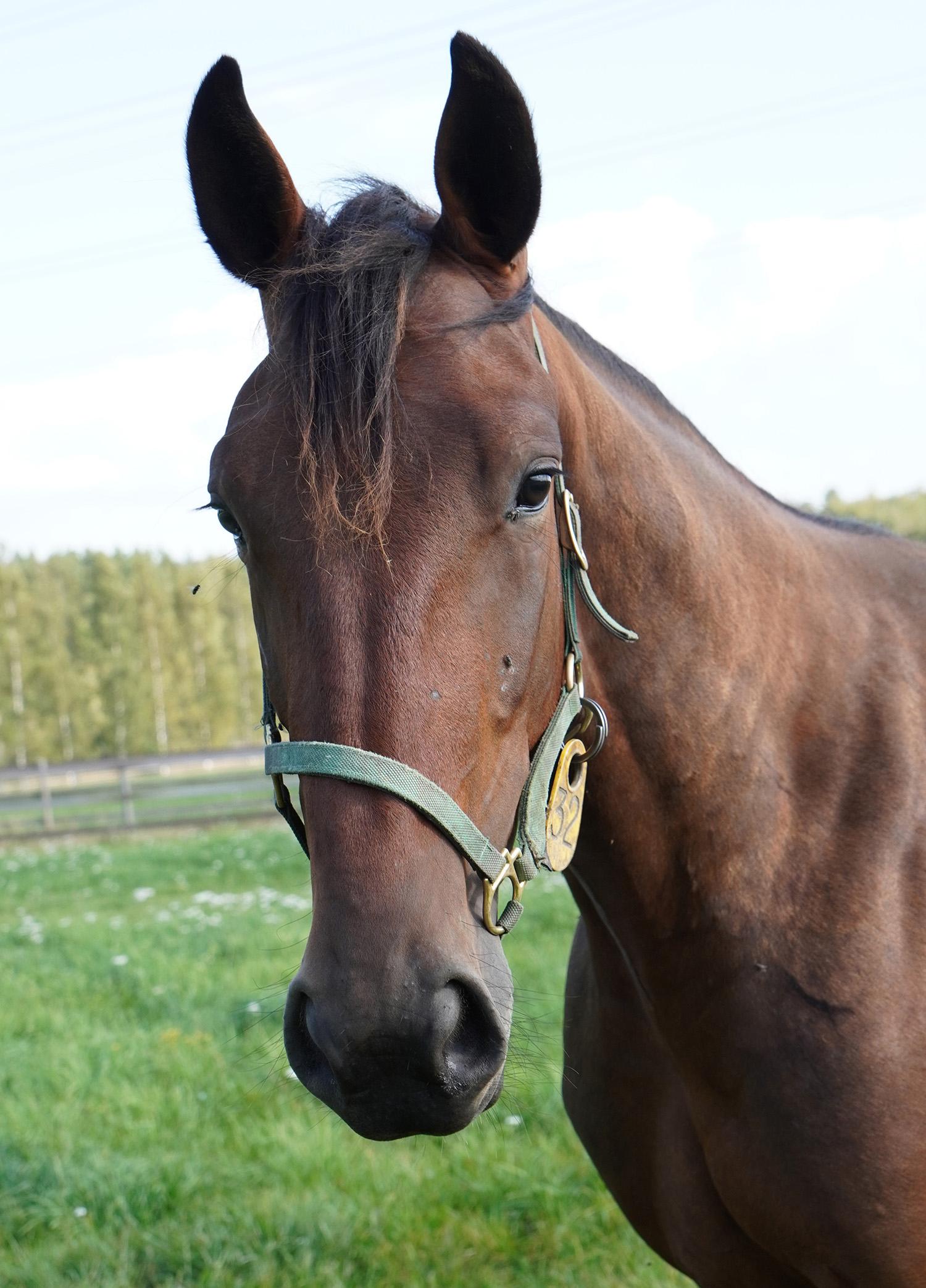 Jackaroo 250910-5